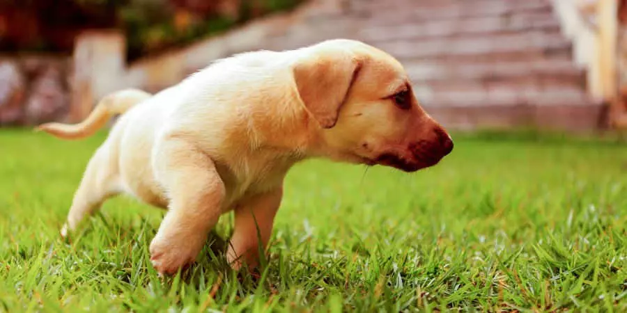 Як привчити собаку ходити в туалет на вулиці
