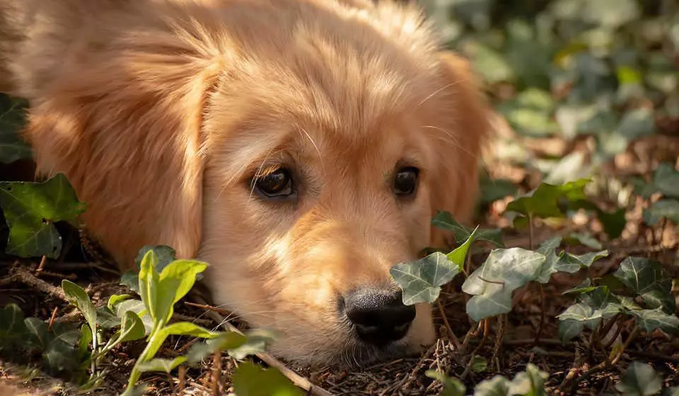 Підшкірний кліщ у собак