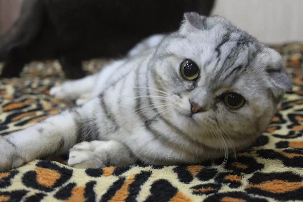 Шотландський кіт - Особливості породи