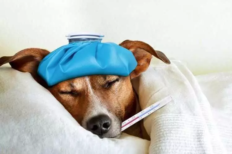 Температура у собак