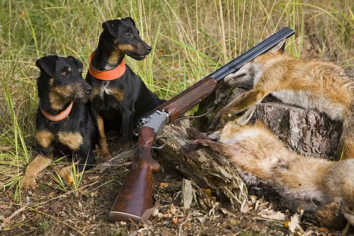 Порода собак ягдтерьер