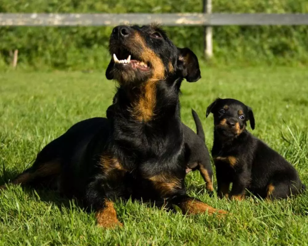 Порода собак ягдтерьер