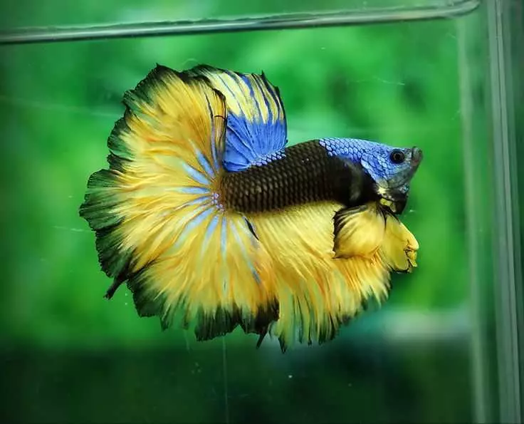 Рибка півник