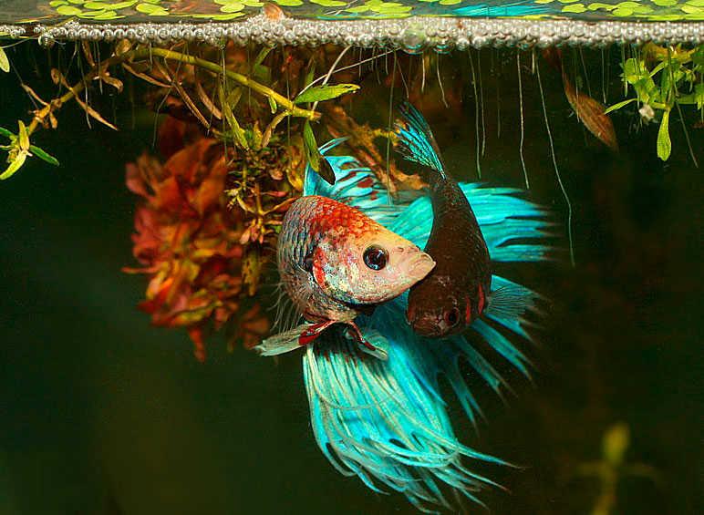 Рыбка петушок - [Виды, содержание, уход, болезни, размножение]