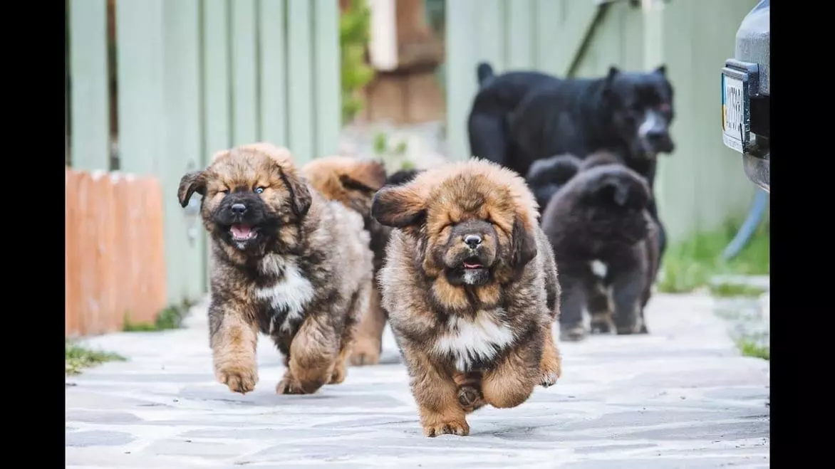 Тибетський мастиф