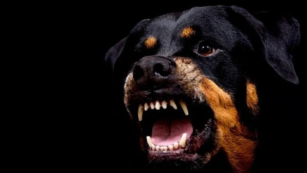 Порода собаки ротвейлер