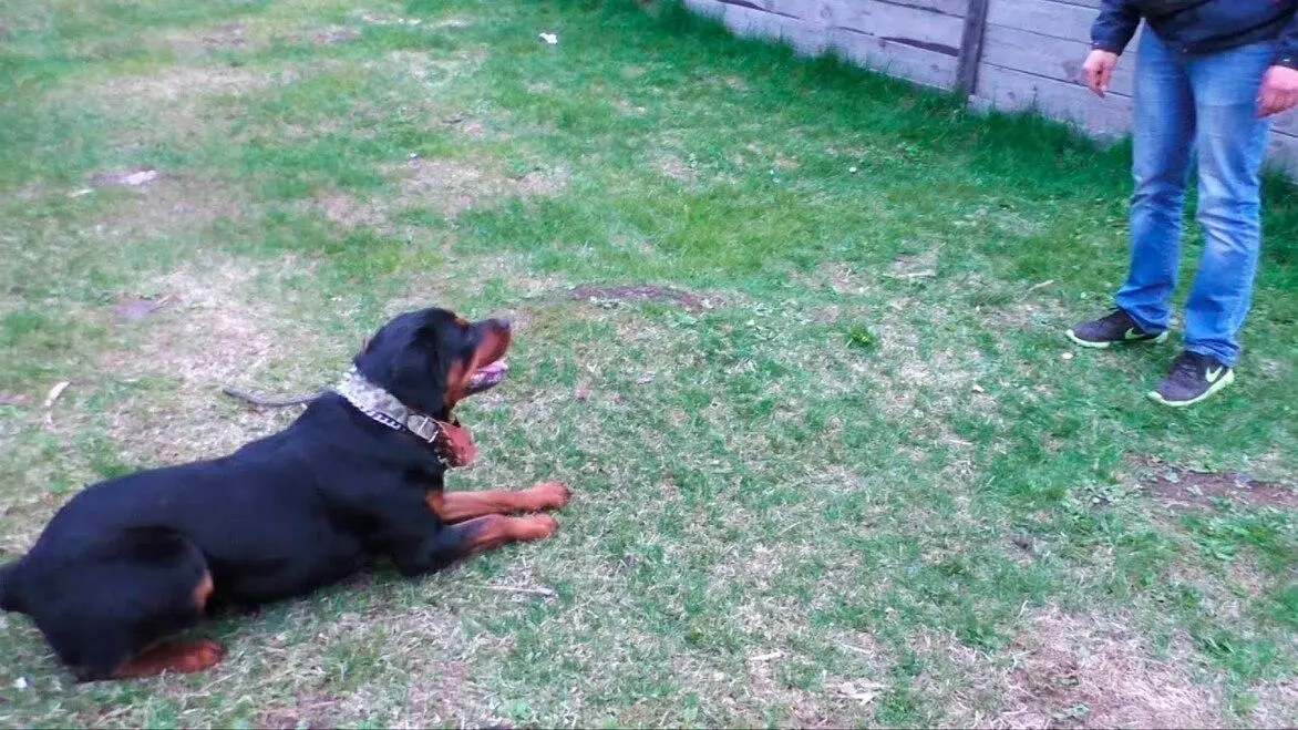 Порода собаки ротвейлер