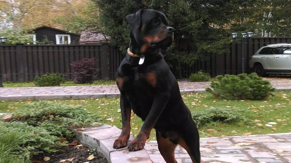 Порода собаки ротвейлер