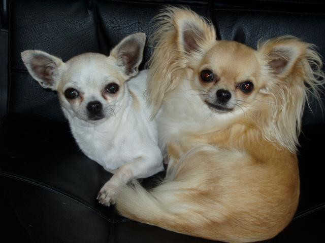 Вязка собак — Правила. Как происходит случка