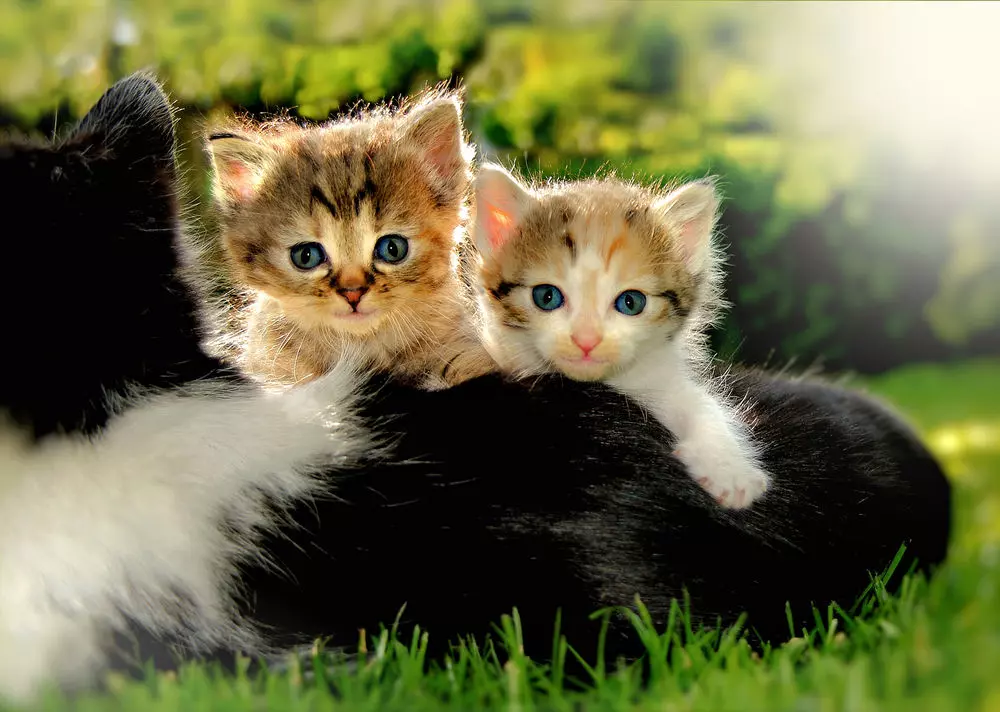 Чим правильно годувати кошеня