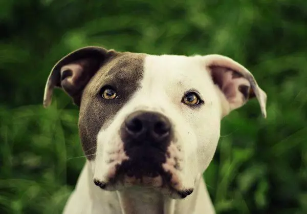 Бійцівські породи собак Бійцівські породи собак