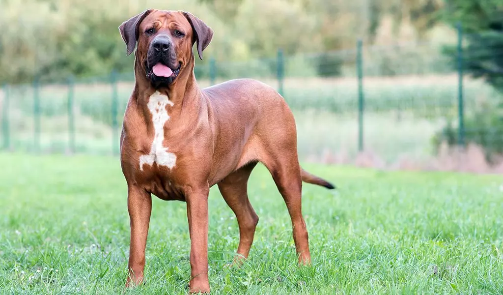 Бійцівські породи собак Бійцівські породи собак