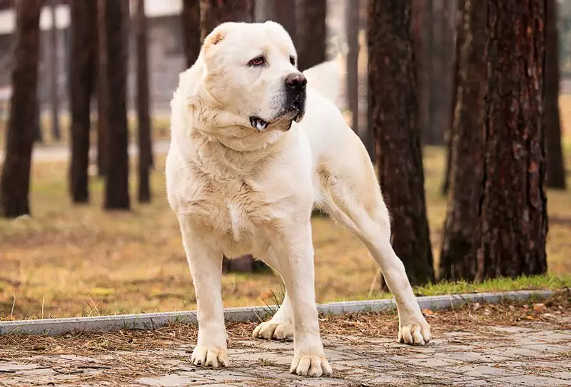Бійцівські породи собак Бійцівські породи собак