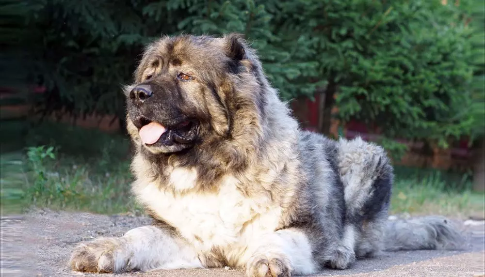 Бійцівські породи собак Бійцівські породи собак