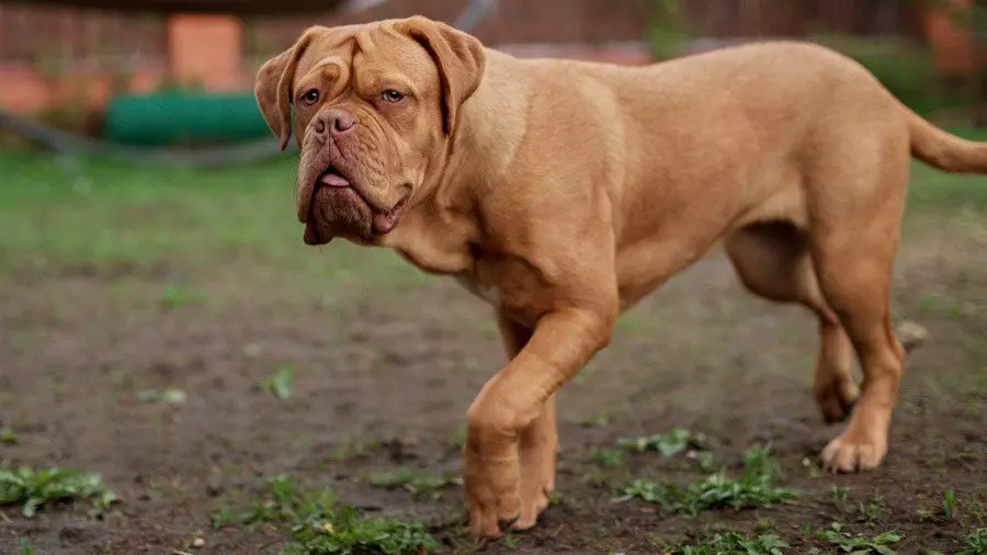 Бійцівські породи собак Бійцівські породи собак