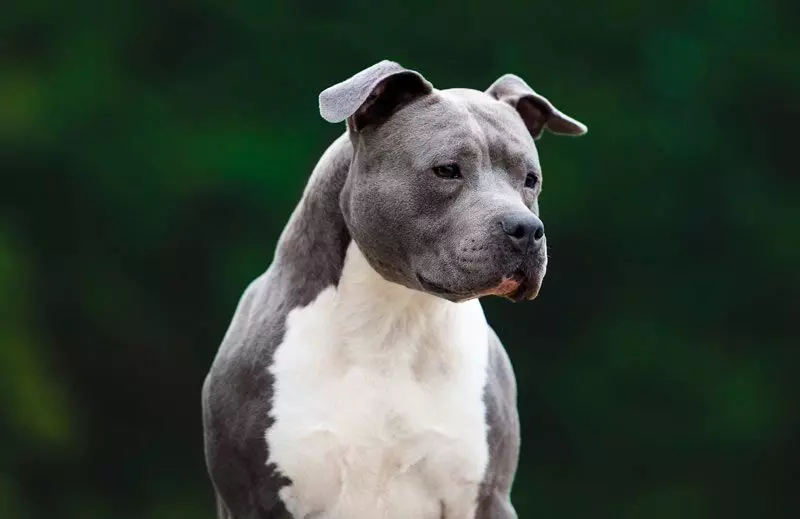 Бійцівські породи собак Бійцівські породи собак