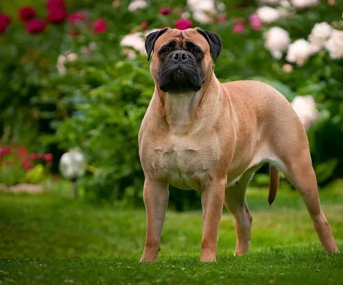 Бійцівські породи собак Бійцівські породи собак