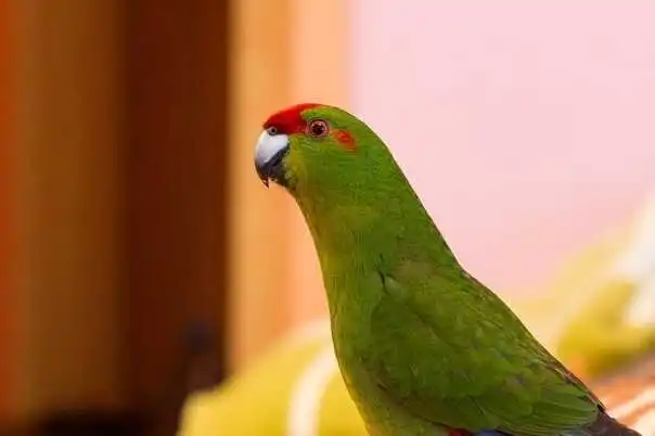 Папуга Какарік