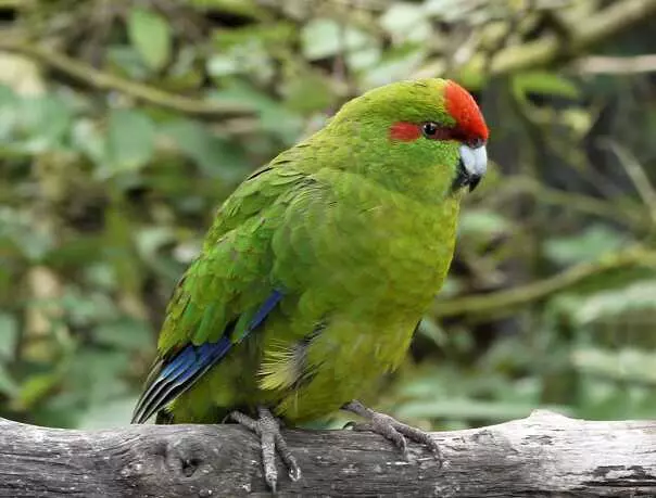 Папуга Какарік