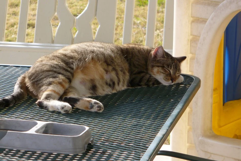 Блювота у кота