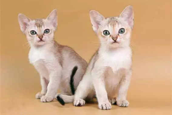 Найменша порода котів Найменша порода котів