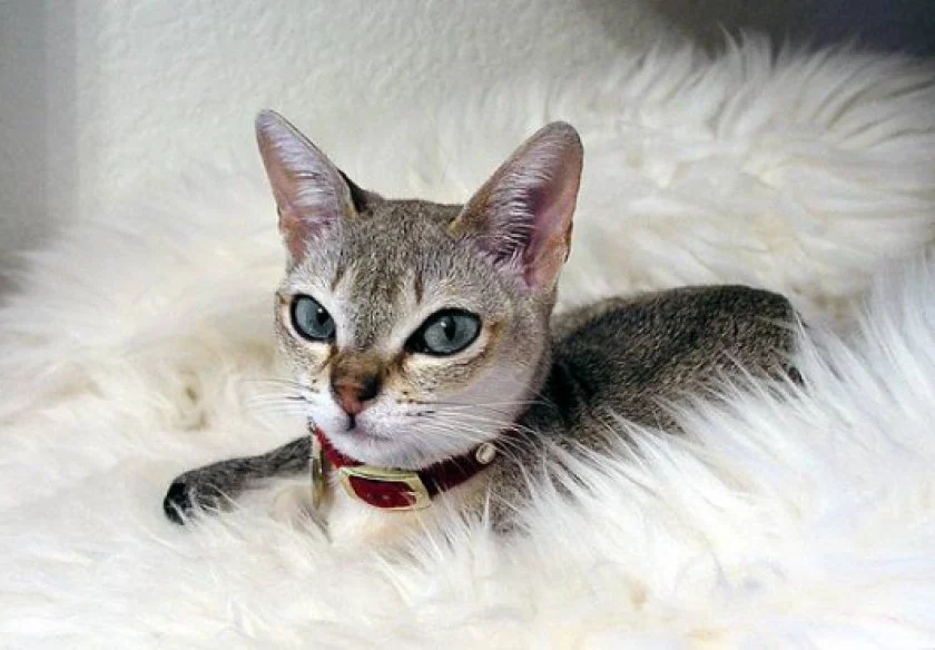 Найменша порода котів Найменша порода котів