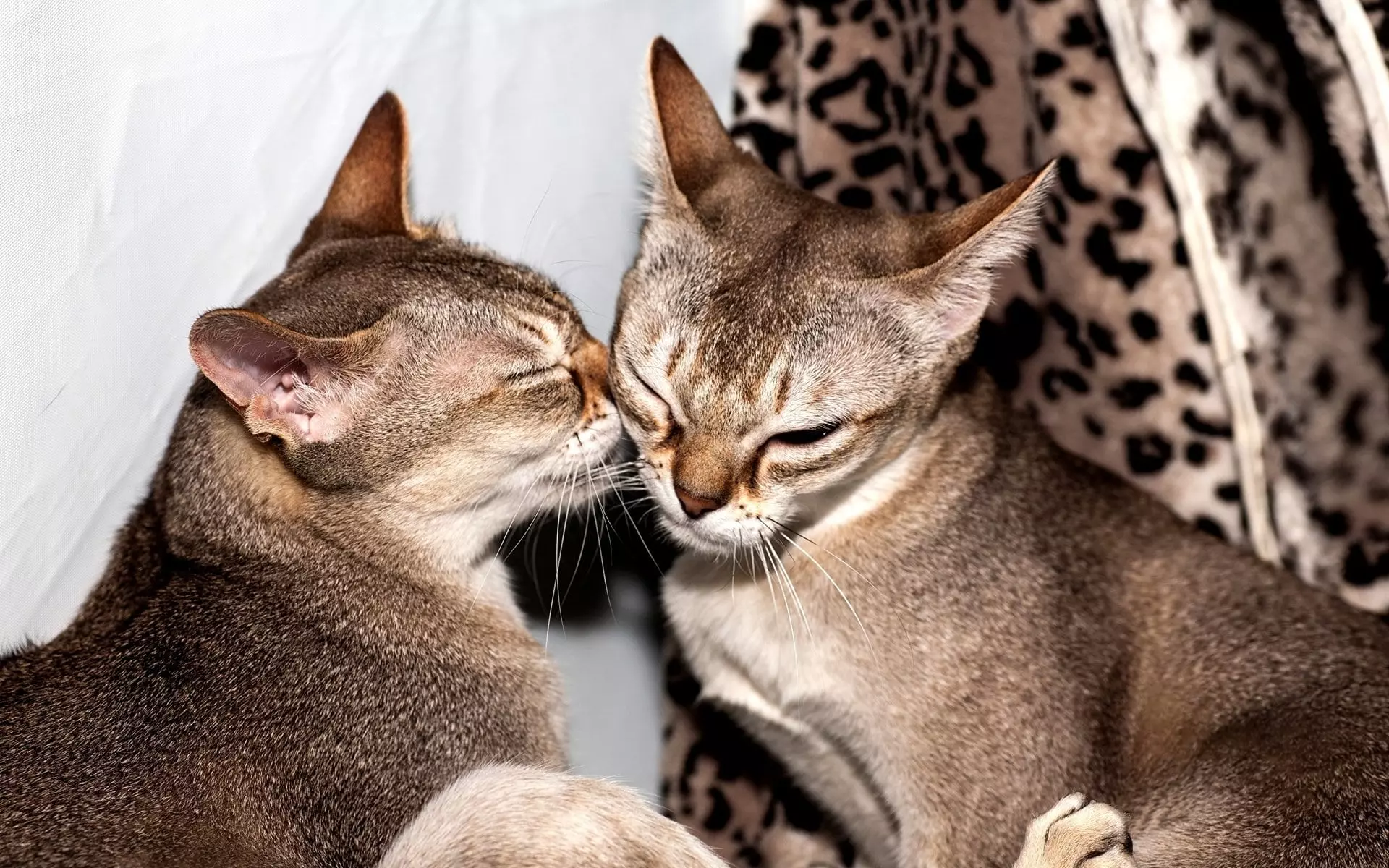 Найменша порода котів Найменша порода котів