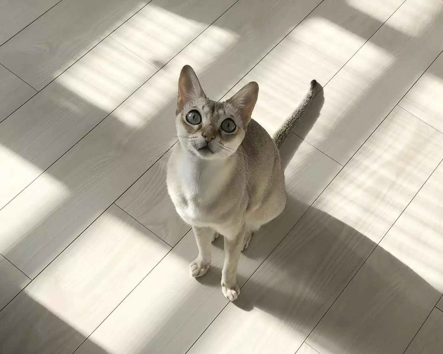 Найменша порода котів Найменша порода котів