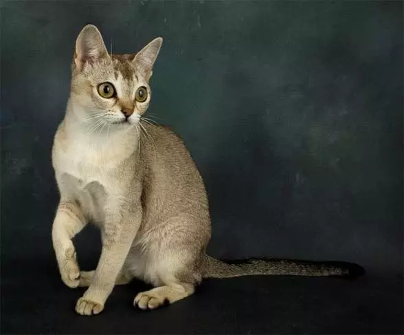 Найменша порода котів Найменша порода котів