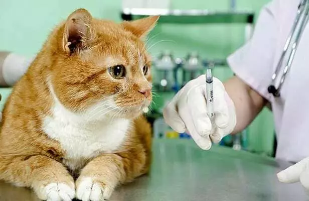 Як зробити укол коту