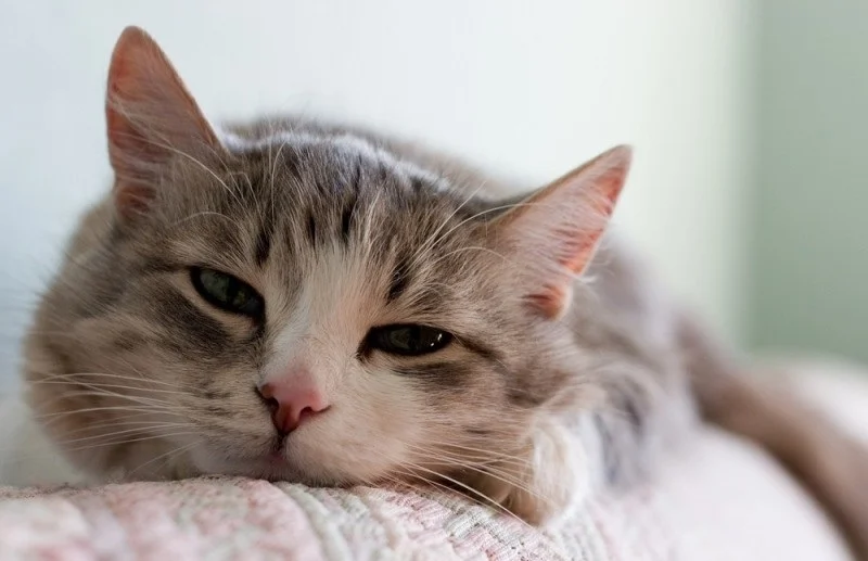 Глисти у котів