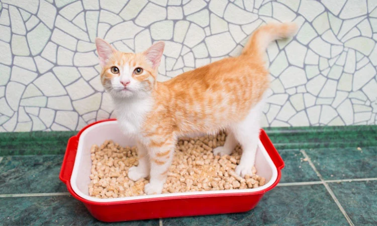 Глисти у котів