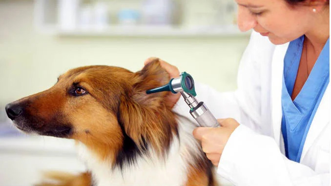 Отит у собак — Как и чем лечить