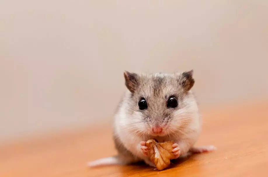 Хомяки как домашние питомцы