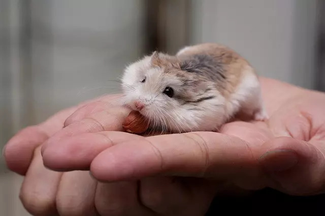 Сколько Живут Хомяки — Джунгарики, Сирийский, Китайский