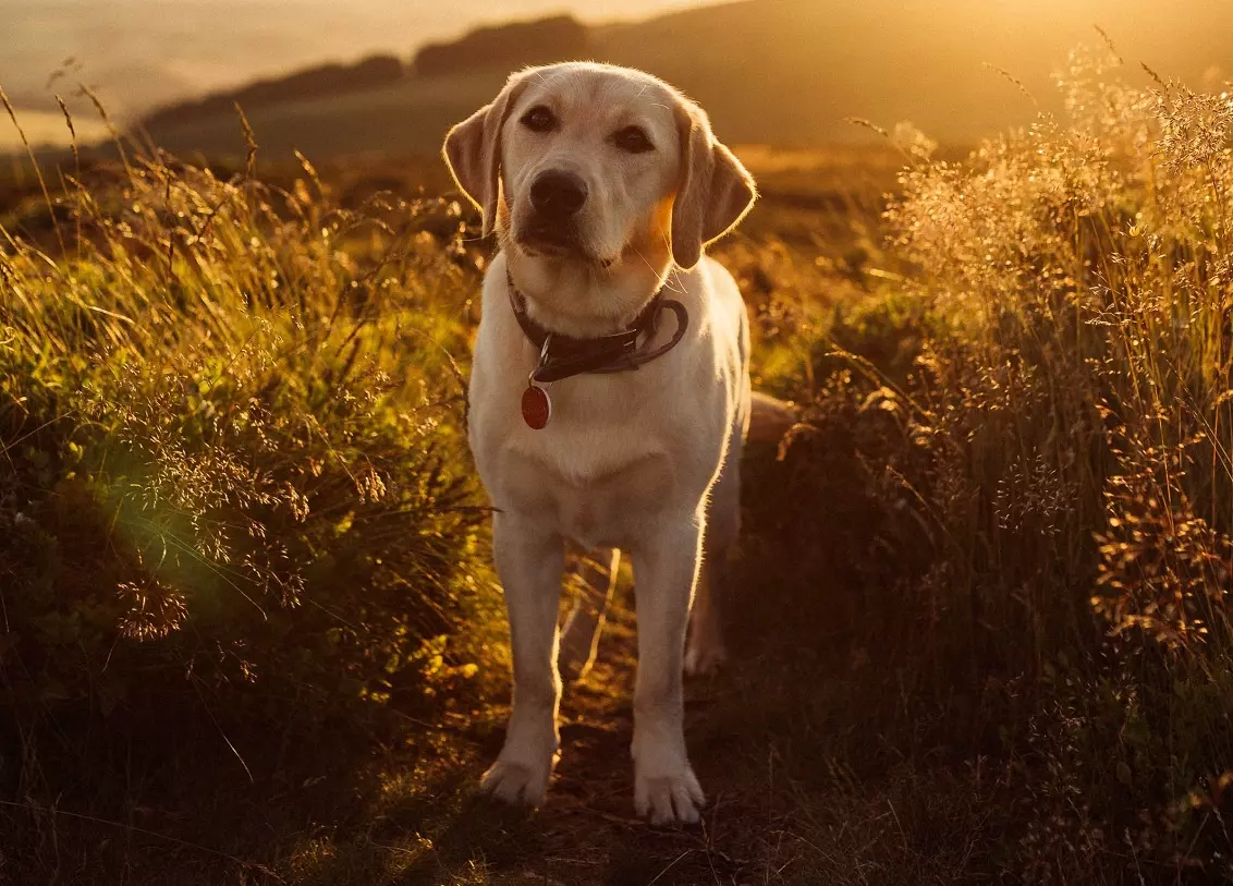 Кращі породи собак для дітей