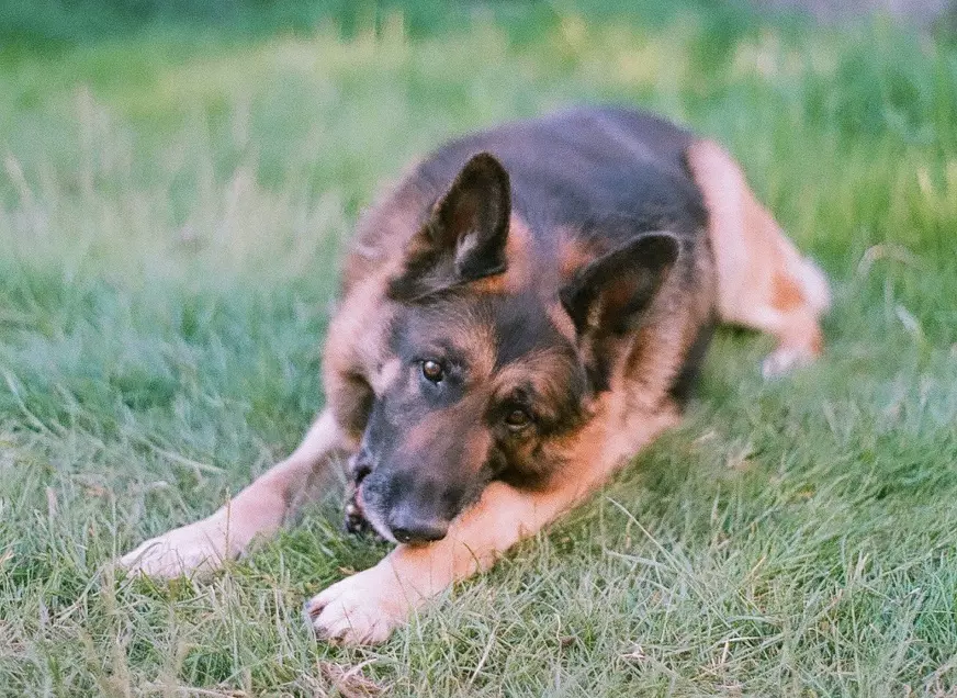 Кращі породи собак для дітей