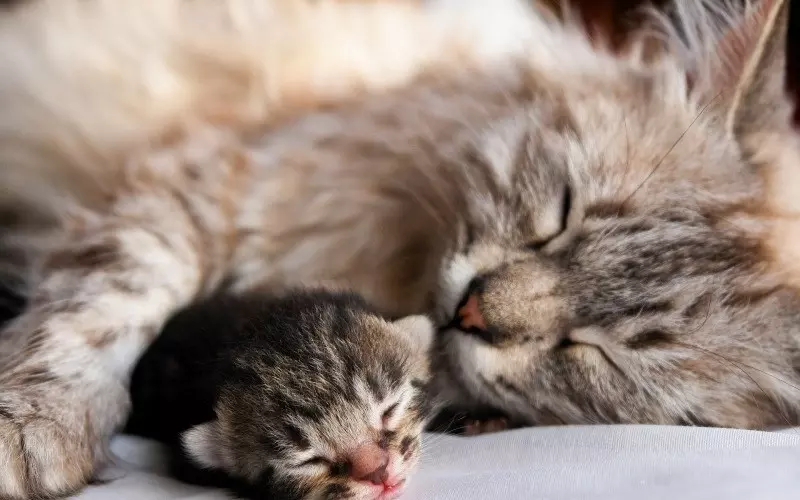 Скільки триває вагітність у котів