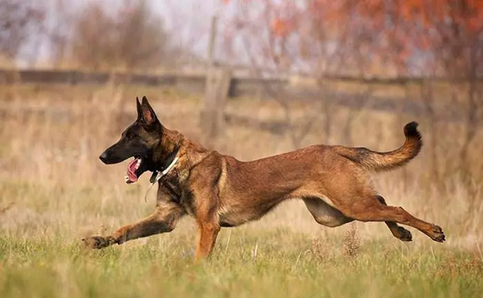 Бельгійська вівчарка Малінуа