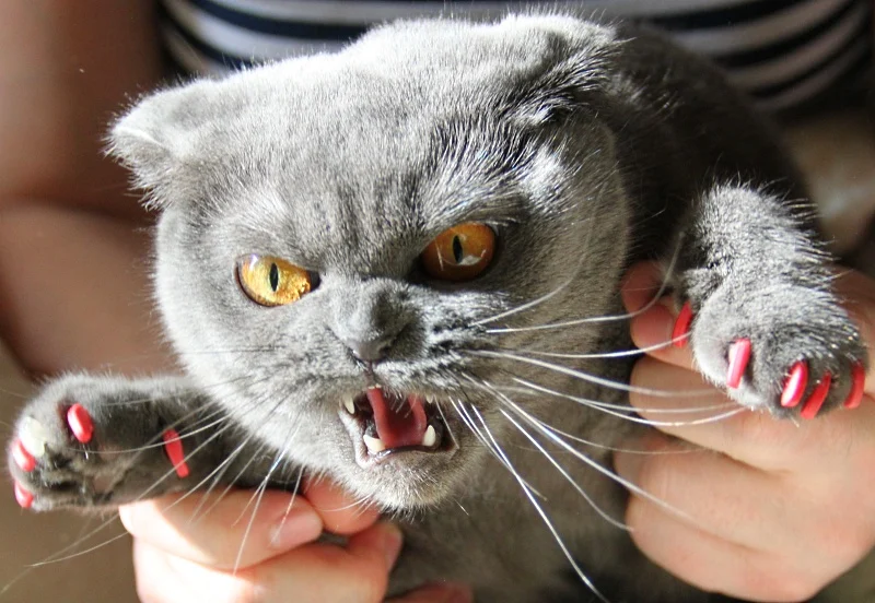 Як правильно підстригти кігті кішці