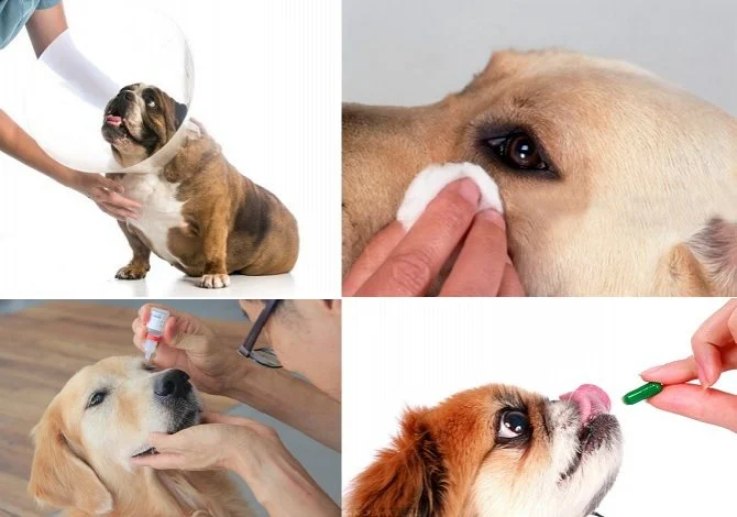 Червоні очі у собак