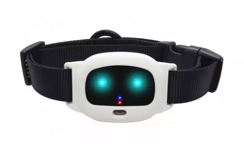 Як знайти собаку якщо вона загубилася