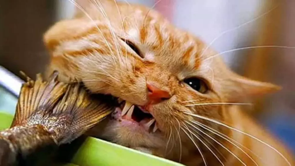 Чи можна годувати кішку рибою