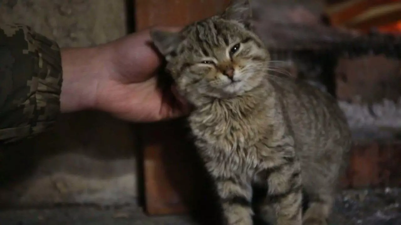 Вихованець в умовах війни: як заспокоїти, що зібрати в дорогу