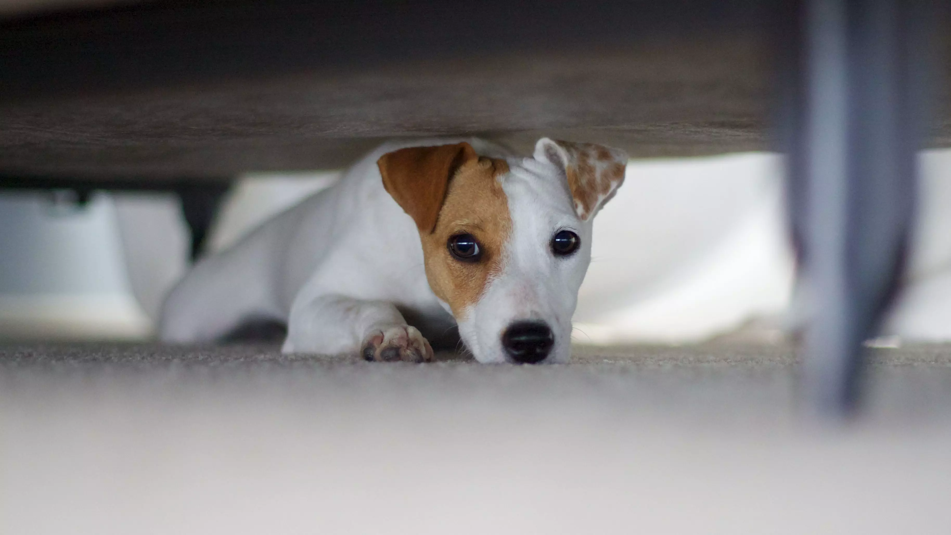 Вихованець в умовах війни: як заспокоїти, що зібрати в дорогу