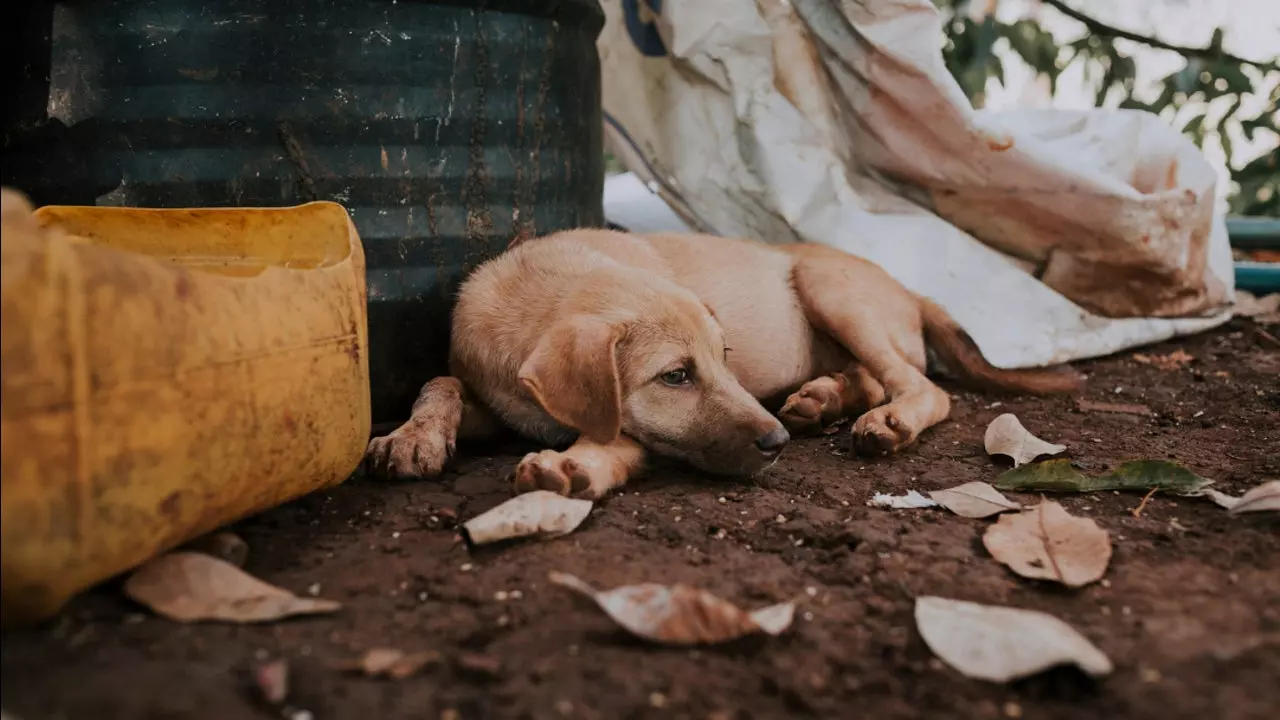 Допомога тваринам під час війни