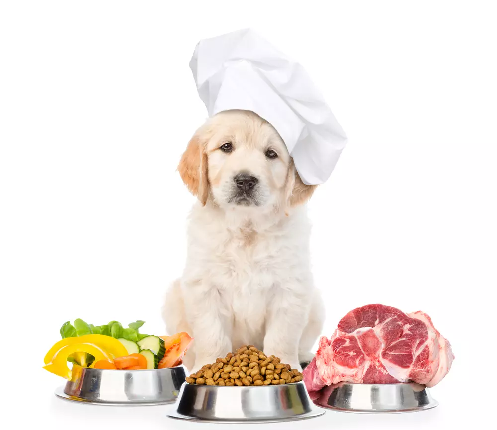 Що робити, якщо з магазинів зник корм