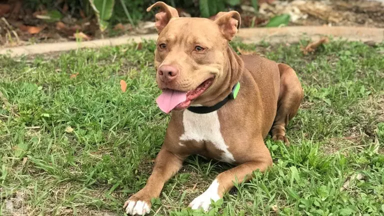 Правила безпеки для тварин